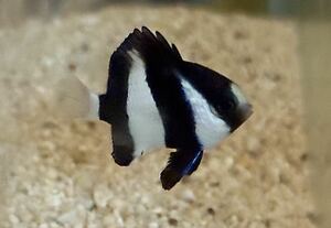 【沖縄もとぶ産】海水魚 ミスジリュウキュウスズメダイ(餌付け済み)3〜6cm前後