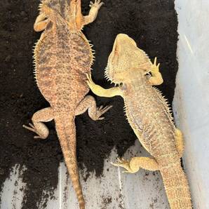 フトアゴヒゲトカゲ 有精卵 卵 1個 フトアゴ トカゲ 食用 ヤモリ イモリ 爬虫類 両生類 トカゲ カエルの画像2