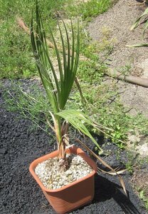 okina cocos nucifera ( approximately 16cm×16cm. angle pot )