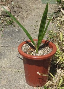  kana Lee cocos nucifera (6 number pot )