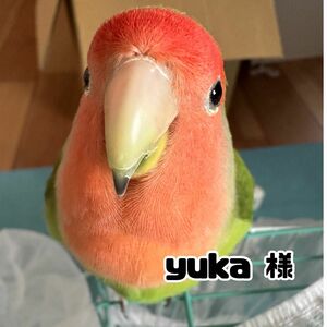 yuka様 専用枠