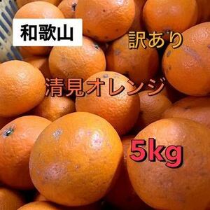 最終出荷　和歌山　清見オレンジ　5kg 送料無料