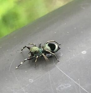 アオオビハエトリグモ　ペア　蜘蛛　昆虫　タランチュラ