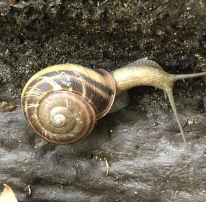 ハリママイマイ　3匹　カタツムリ　マイマイ　昆虫