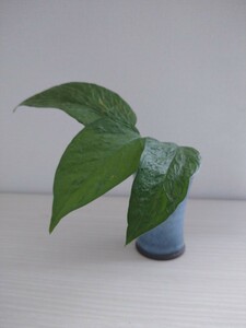  pothos .. leaf cut departure root seedling 3ps.@ decorative plant reality goods. interior green .