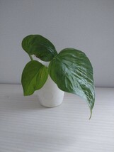 ポトス 羅紗葉 カット発根苗 3本 観葉植物 現品です インテリアグリーンに_画像1