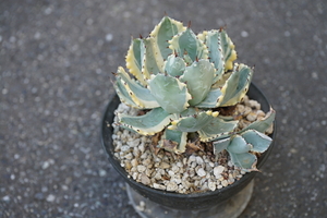 【コレクション株】アガベ 王妃甲蟹錦 カブトガニ錦　Agave isthmensis 'Ohi Kabutogani' f.variegata【16cm程度】【子株付き】