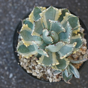 【コレクション株】アガベ 王妃甲蟹錦 カブトガニ錦 Agave isthmensis 'Ohi Kabutogani' f.variegata【16cm程度】【子株付き】の画像7