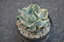 【コレクション株】アガベ 王妃甲蟹錦 カブトガニ錦　Agave isthmensis 'Ohi Kabutogani' f.variegata【16cm程度】【子株付き】_画像3