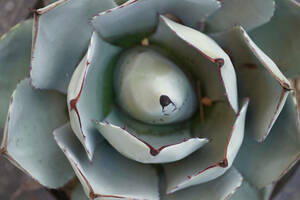 【美株】【約30cm】Agave parryi var. truncata/アガベ・パリー・トランカータ【耐寒性あり】【吉祥天】【地植えおすすめ】