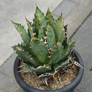 【美株】【約30cmの親株】Agave titanota'Red Catweazle’ （アガベ・チタノタ ‘レッド・キャットウィーズル’）【抜き苗】の画像3