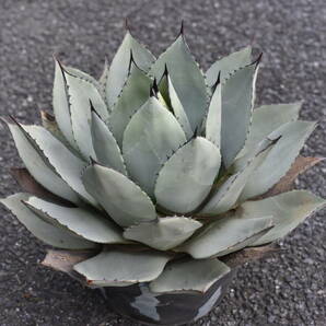 【美株】【45cmの大株】Agave parryi var. huachucensis/アガベ・パリー・ホーチエンシス【耐寒性あり】【吉祥天】の画像2