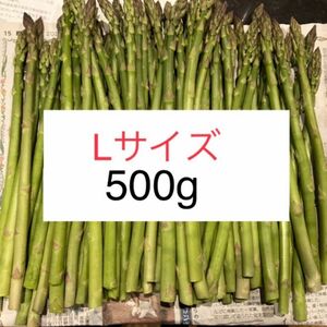 アスパラ　500g Lサイズ