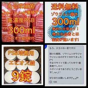 簡単培養ゾウリムシ300ml＋PSB300ml★ペットボトルで爆殖中