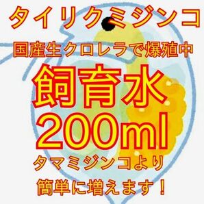 死着は前例がありません！元気なタイリクミジンコ国産生クロレラで爆殖中！飼育水200ml！100均の鶏糞ペレットでも培養できます