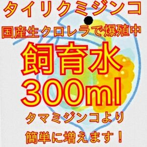 死着は前例がありません！元気なタイリクミジンコ国産生クロレラで爆殖中！飼育水300ml！100均の鶏糞ペレットでも培養できます