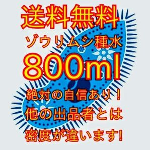 史上最強★絶対の自信あり★密度が違います★簡単培養ゾウリムシ800ml★ペットボトルで爆殖中★