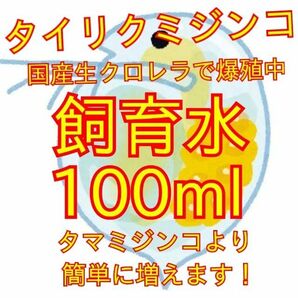 死着は前例がありません！元気なタイリクミジンコ国産生クロレラで爆殖中！飼育水100ml！100均の鶏糞ペレットでも培養できます