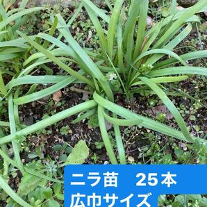 ニラ苗　25本　広巾サイズ　消毒なし