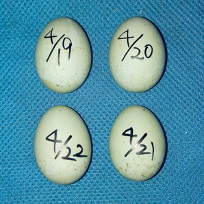  世界最小アヒル コールダック 食用有精卵 ４個の画像4