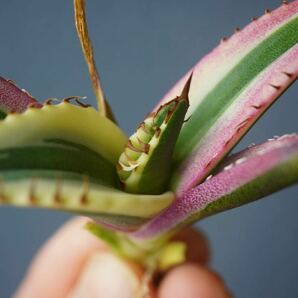 ②スナグルトゥース Agave Titanota Snaggle Tooth TC株の画像2