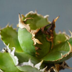 フィリグリー(子株付き)アガベ チタノタ agave titanota 圓葉拇指 の画像5