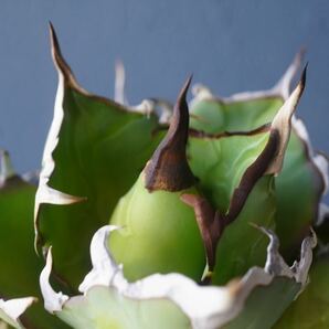 ①ハデス親株 アガベ チタノタ Agave Titanota Hades台湾株 良形 ハーデスの画像3