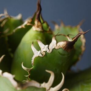①フィリグリー アガベ チタノタ agave titanota 圓葉拇指 の画像6