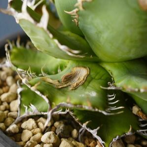 ①フィリグリー アガベ チタノタ agave titanota 圓葉拇指 の画像9