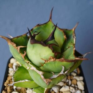 ②fo76 Agave Titanota  強鋸歯 アガベ チタノタの画像3