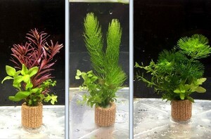 ☆置くだけ簡単レイアウト！ 水草３種植え ３個セット 吸着系多孔質ろ材ライフマルチ付き ②