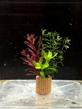 ☆置くだけ簡単レイアウト！ 水草３種植え ２個セット 吸着系多孔質ろ材ライフマルチ付き ①_画像3