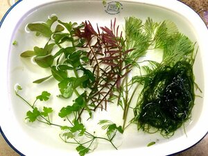 ☆ミナミヌマエビ１０匹＋１匹・無農薬 水草５種セットA 専用ボックス・クリックポスト発送　メダカ水槽に♪　