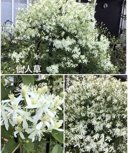 クレマチス　仙人草　花の種　15粒