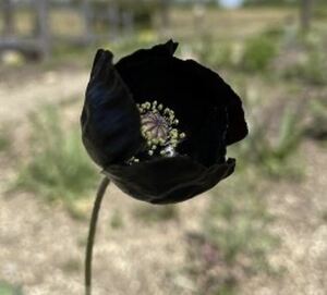  poppy black Magic flower. kind 