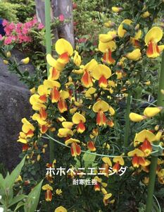 ホホベニエニシダ 花の種　15粒