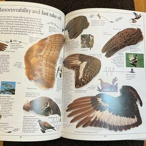 「EYEWITTNESS GUIDES BIRD」Dorling kindersley in THE NATURAL HISTORY MUSEUM LONDONの画像2