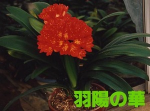 O★クンシラン　君子蘭　　 ♀羽陽の華オリジナル×♂ベル咲真っ赤　種子３個