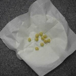 H★クンシラン 君子蘭 巨大丸弁白黄花種子 ビーナス 種子3個 おすすめの画像4