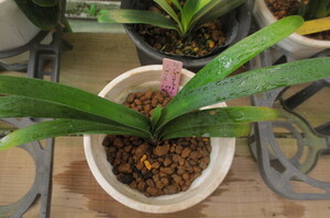 38クンシラン　君子蘭　　原種　ノビリス　メリディアンタイプ　子付き　5号鉢