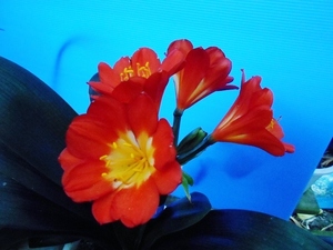  N★クンシラン　君子蘭　種子　♀真っ赤八重×♂ダークレッドオハラ　種子4個