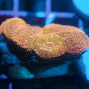 【Care Frag】GWセール＊一点物＊色揚げ個体＊Inter Fish Homophyllia.bowerbanki＊UltraGrade＊ボアバンキ＊レイアウト水槽個体＊の画像4