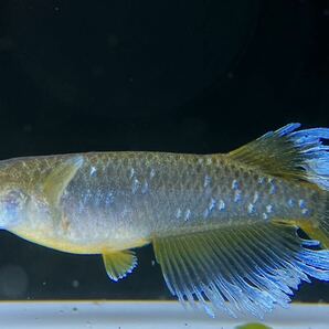 【sazabi killifish】 極上 フロマージュ （産卵サイズ）《垂水様直系》 2ペア めだか メダカ ③の画像5