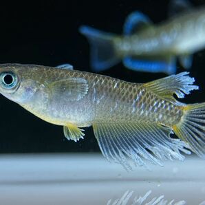 【sazabi killifish】 極上 フロマージュ （産卵サイズ）《垂水様直系》 2ペア めだか メダカ ④の画像1