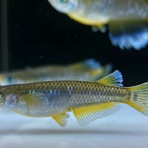 【sazabi killifish】 極上 フロマージュ （産卵サイズ）《垂水様直系》 2ペア めだか メダカ ③の画像6