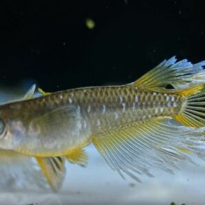 【sazabi killifish】 極上 フロマージュ （産卵サイズ）《垂水様直系》 2ペア めだか メダカ ③の画像1