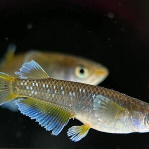 【sazabi killifish】 極上 フロマージュ （産卵サイズ）《垂水様直系》 2ペア めだか メダカ ②の画像5