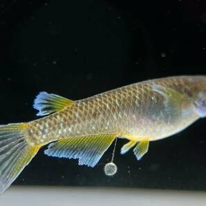 【sazabi killifish】 極上 フロマージュ （産卵サイズ）《垂水様直系》 2ペア めだか メダカの画像5