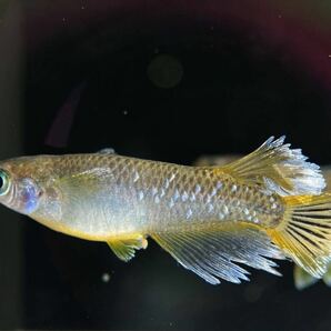 【sazabi killifish】 極上 フロマージュ （産卵サイズ）《垂水様直系》 2ペア めだか メダカ ②の画像3