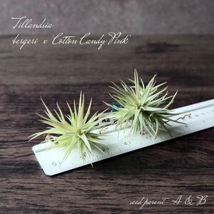 ④ real raw [Original Hybrid] Tillandsia bergeri × Tillandsia 'Cotton Candy Pink' 2 stock set (A2 *B2)chi Ran ji Attila njia